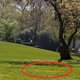 Image for article titled Trump and Macron's Disappearing Tree is Just in Quarantine to be Monitored For Pests